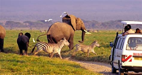 3 Days Amboseli National Park Wildlife Safari Kenya Safaris