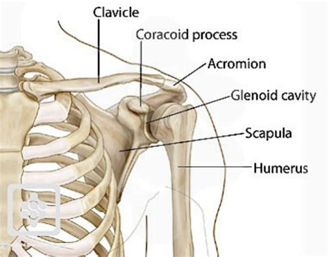 Shoulder Anatomy Shoulder Dislocation