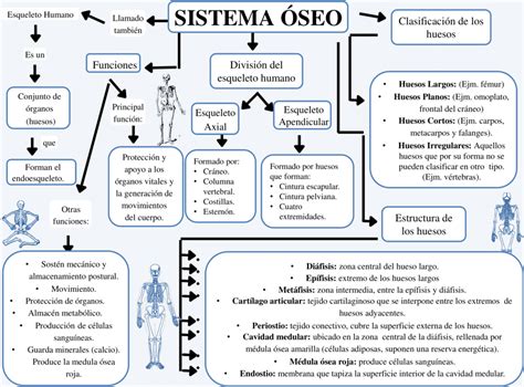 Mapa Conceptual Sobre El Sistema Oseo Mapa Mentos Images 110544 The