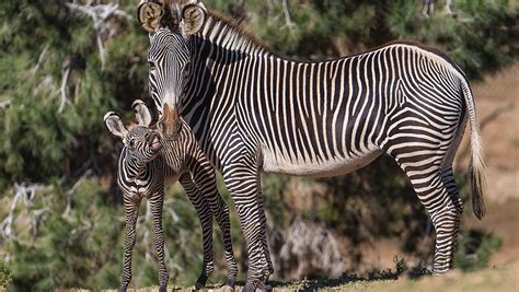 20 Zebra Images Full Hd Pictures Wallpapers Galleries