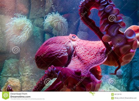 Giant Pacific Octopus Editorial Stock Photo Image Of