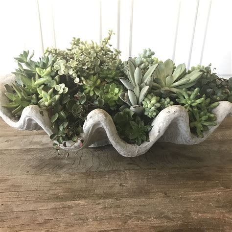 Revived My Favorite Concrete Clam Shell Planter With New Succulents More Revelanddwell Shell