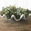 Revived my favorite concrete clam shell planter with new succulents ...