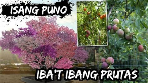 40 Klase Ng Prutas Sa Isang Puno Tree Of 40 Fruits Youtube