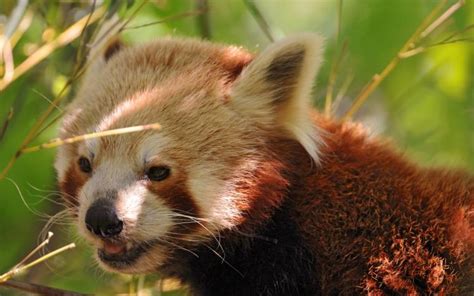 Free Download Red Panda Time By Kodasilverwing 800x600 For Your