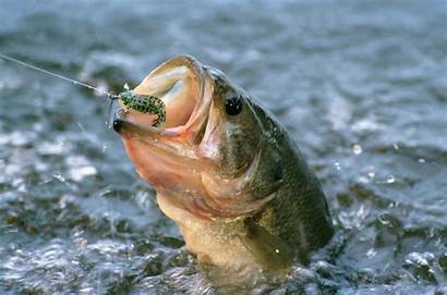 Fishing Ontario Bass
