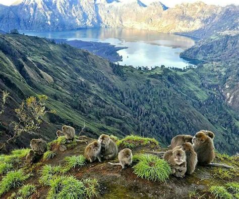 Pusat gempa berada di laut sekitar delapan kilometer dari kabupaten lombok utara. Mt. Rinjani, Lombok, NTB. 📷 Alifiansyah Wahyu S | Indonesia, Geografi, Bali