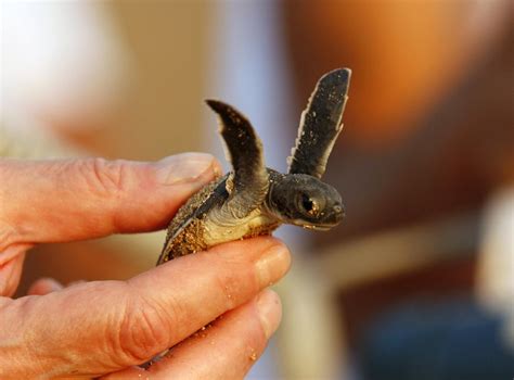 Half Of Dead Baby Turtles Found By Australian Scientists Have Stomachs