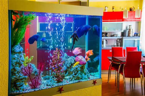 Simple Guide To Help You Deep Clean Your Fish Tank Cleanipedia In