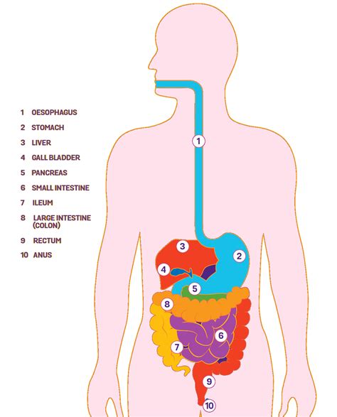 Nwp Blog The Digestive System