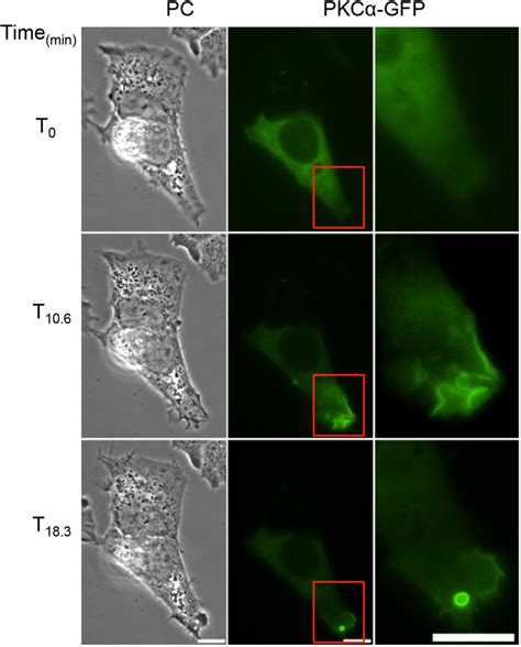 Host Cell Perforation By Listeriolysin O Llo Activates A Ca2