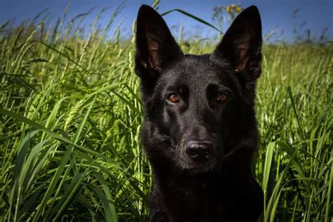 Black German Shepherd Telegraph