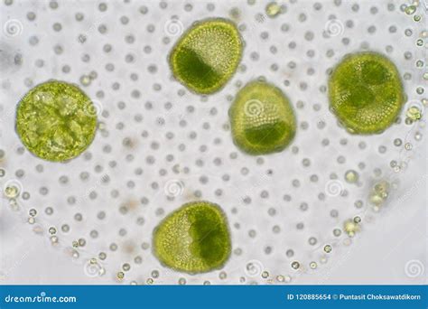 Volvox Algae Under Microscope 100x Royalty Free Stock Photo
