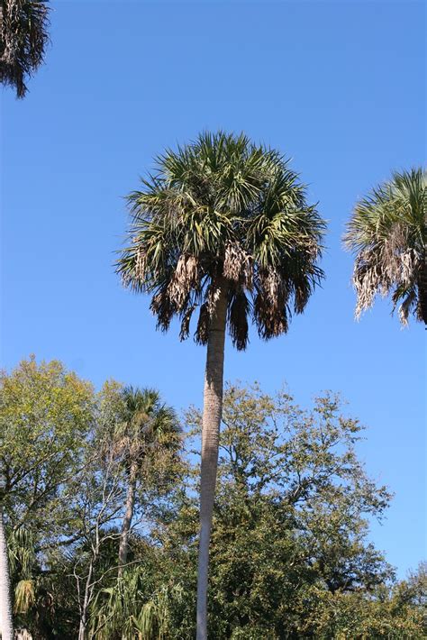 Cabbage Palm Sabal Palmetto State Tree Of Florida Where Flickr