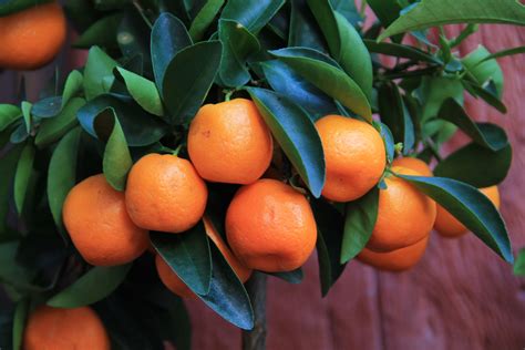 7 Health Benefits Of Mandarin Oranges