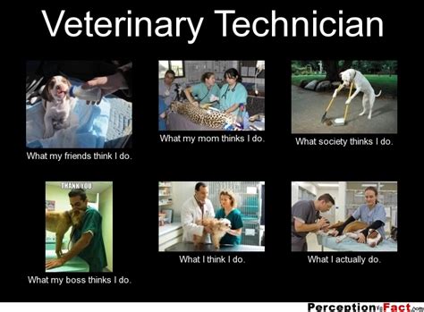 Veterinary Technician What People Think I Do What I Really Do