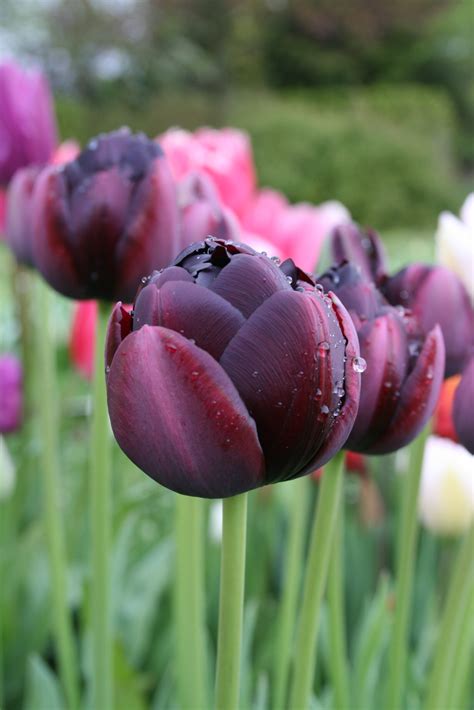 Tulip Black Hero Double Tulips Gee Tee Bulbs
