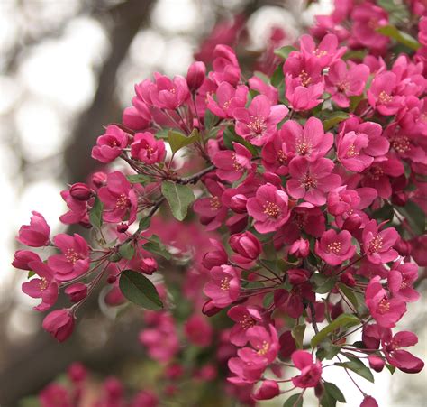 How To Plant Crab Apple Trees