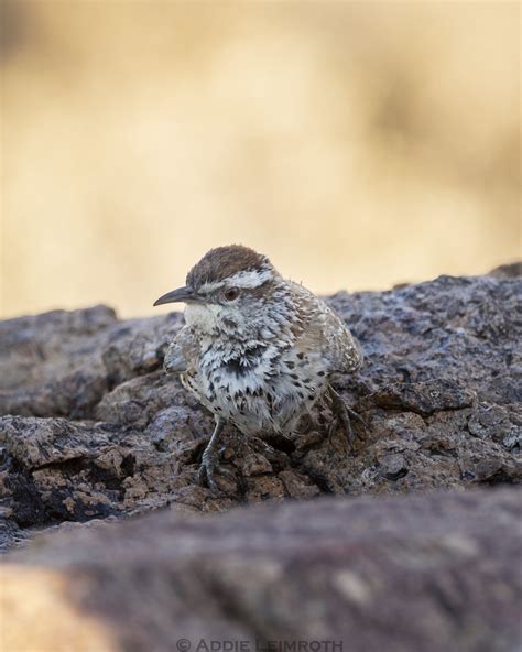 Campylorhynchus Brunneicapillus Cactus Wren Addie Leimroth Flickr