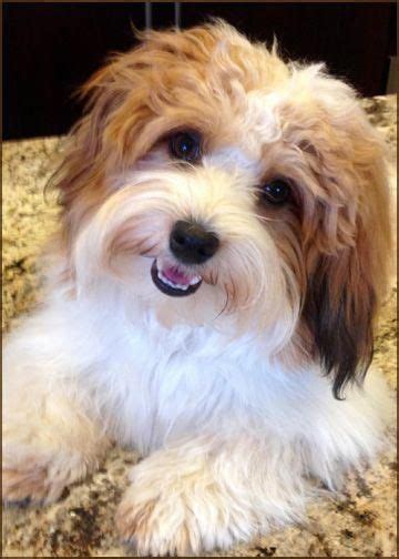 Some Of The Things We All Enjoy About The Intelligent Havanese Puppy