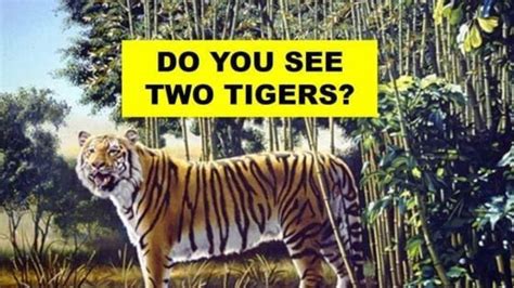 Optical Illusion Everyone Sees The First Tiger But Can You Find The