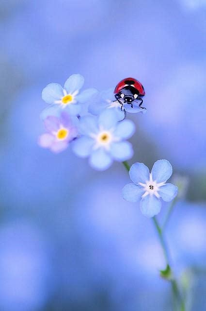 Ladybug On Blue Flowers O Blue Pinterest
