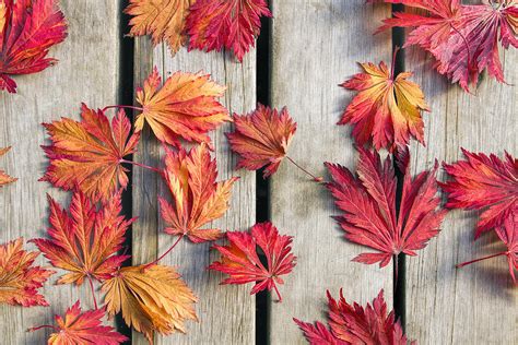 Japanese Maple Tree Leaves On Wood Deck Photograph By David Gn Pixels