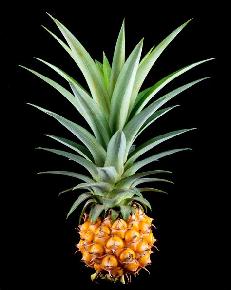 Wallpaper Id 288270 Pineapple Small Pineapple Fruit Tropical