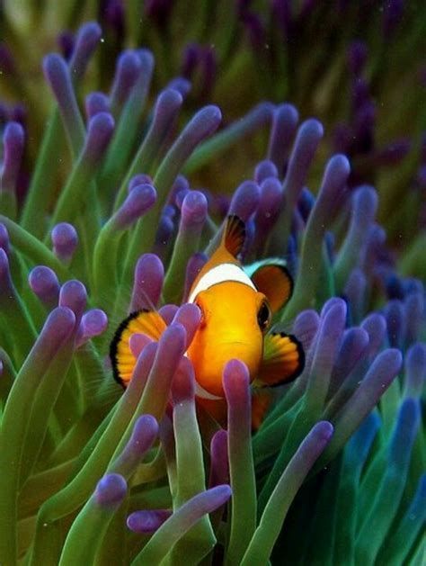 Finding Nemo Sea Anemone Ocean Creatures Underwater