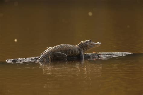 Young Alligator At Mayes Lake In Jackson Mississippi Rmississippi