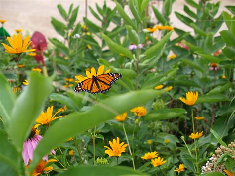 Butterfly Gardening Knechts Nurseries And Landscaping