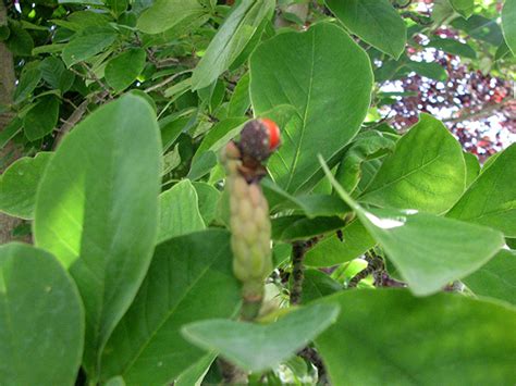The red fruit of the sweetbay magnolia tree attracts a variety of gray squirrels, turkey, and quail, as well as numerous songbirds, such as towhees, northern flicker, and blue jays. Arboretum Index I-P