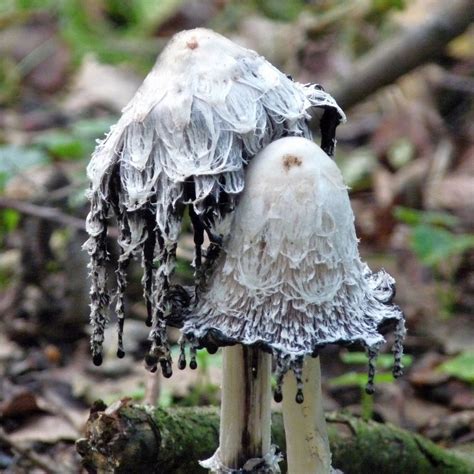 Stuffed Mushrooms Mushroom Pictures Fungi