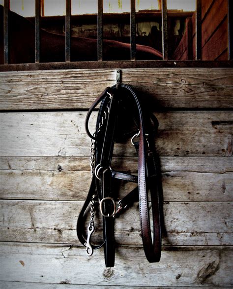 Horse Bridle Jon Lander Copyright 2013 Still Life In The Barn