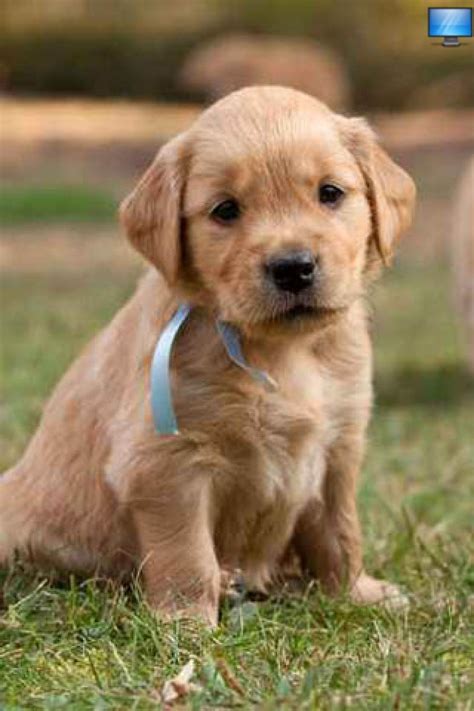 Baby Golden Retriever Puppies Cute Dogs Cute Animals