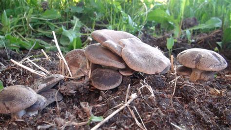 The right amount of humidity, air flow, and light are critical at key stages of growth. Growing Mushrooms Outdoors VS Indoors - FreshCap Mushrooms