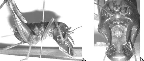 Review Of Southern African Anostostomatidae Orthoptera Ensifera