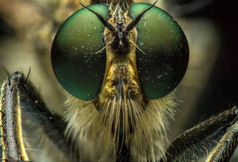 Los 10 Insectos Más Raros Del Planeta Mis Animales