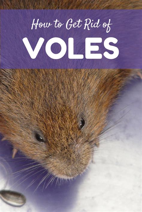 What Is A Vole Effective Wildlife Solutions Getting Rid Of Mice