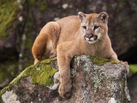 Two More Cougars Killed In Port Moody Tri City News