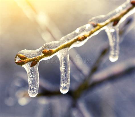 Frozen In Ice Tree Branches Iced Trees Stock Image Image Of Rain