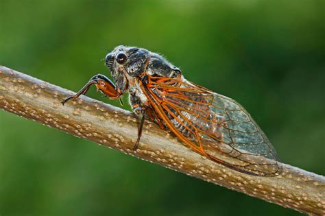 You can use them to mount videos, create music and songs, for ringtone, presentations or other work. Over a million cicadas will return to swarm parts of the U ...