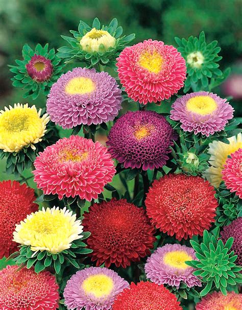 China Aster Pompon Mixed Seeds Callistephus Chinensis 500 Seeds