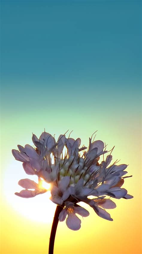Flower Sunrise Wallpapers Top Free Flower Sunrise Backgrounds