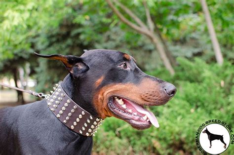 Tremendous Leather Doberman Dog Collar With Spikes And Studs C911017