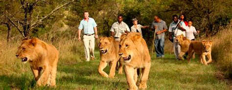 Walk With Lions In Victoria Falls A Lion Encounter