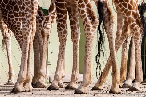 Legs Of Giraffes Legs Of Giraffes Diergaarde Blijdorp Ro Flickr