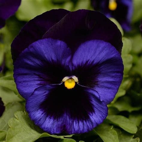 Pansy Seeds Pansy Matrix Purple 25 Seeds Extra Large Flowers Etsy