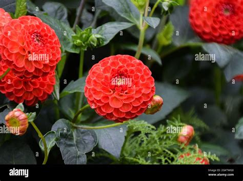 Orange Dahlia Flowers In Bloom Stock Photo Alamy