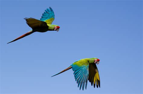 Two Macaw Birds Flying During Daytime Hd Wallpaper Wallpaper Flare